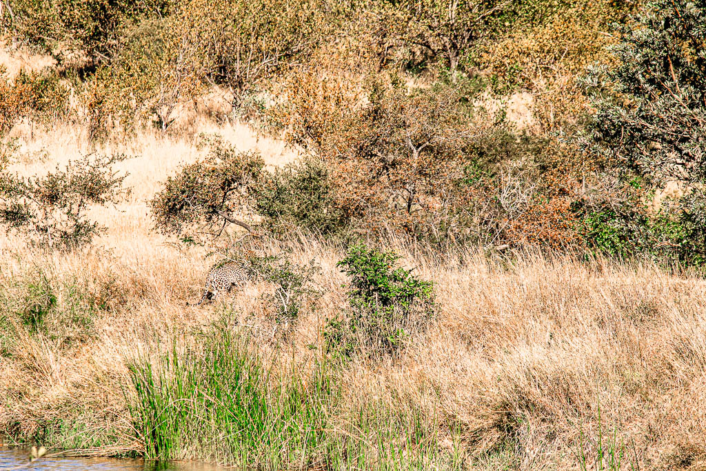 Kruger_Africa__amamosviajar -022