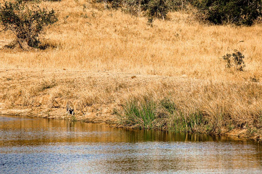 Kruger_Africa__amamosviajar -023