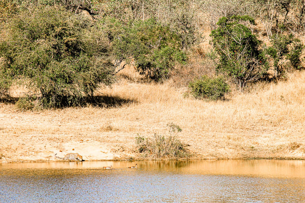Kruger_Africa__amamosviajar -025