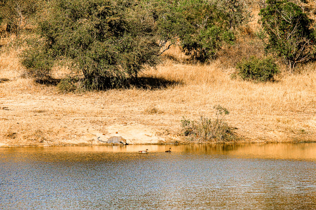 Kruger_Africa__amamosviajar -026