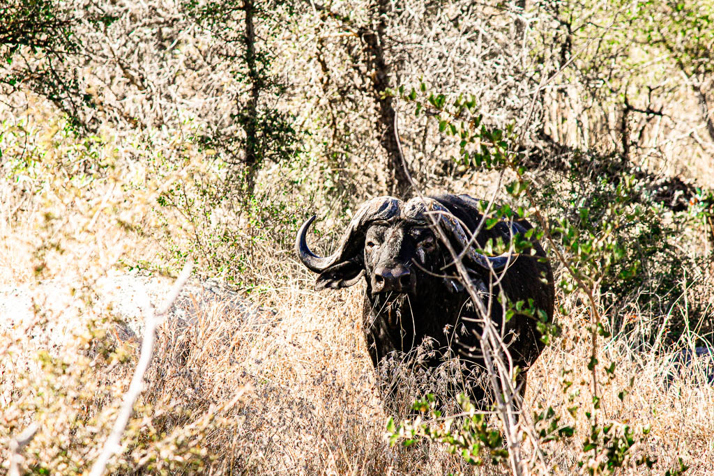 Kruger_Africa__amamosviajar -030