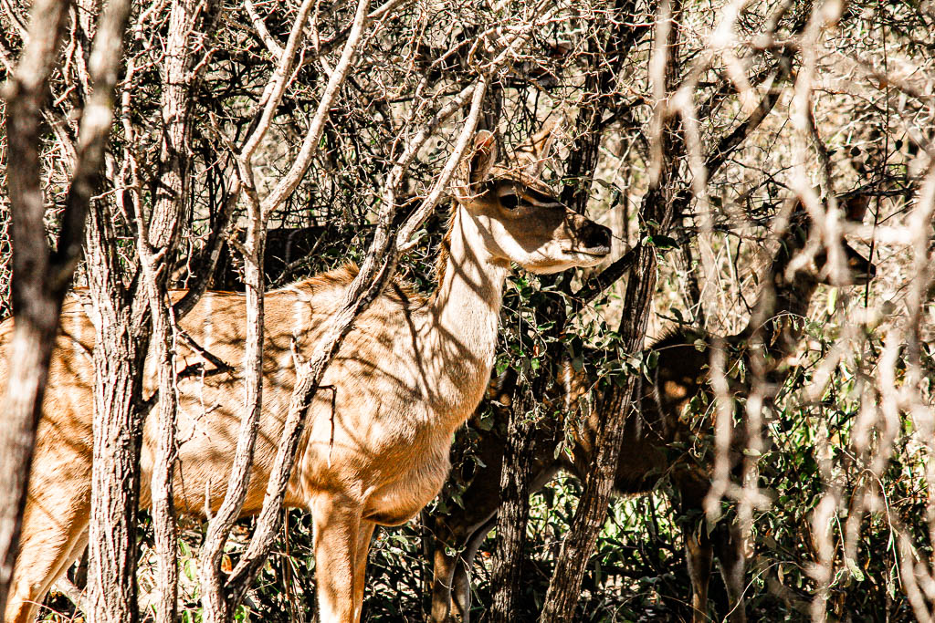 Kruger_Africa__amamosviajar -044