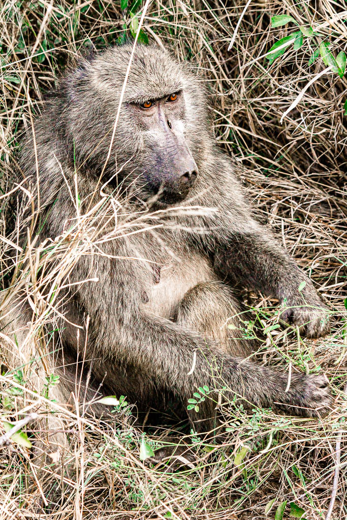 Kruger_Africa__amamosviajar -049