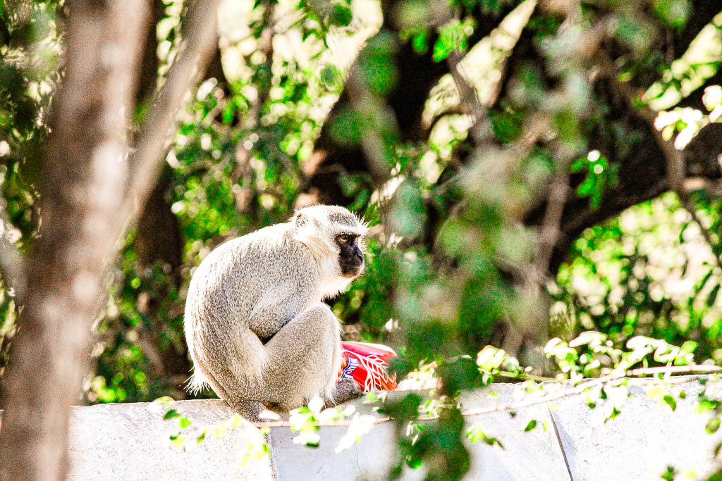 Kruger_Africa__amamosviajar -050