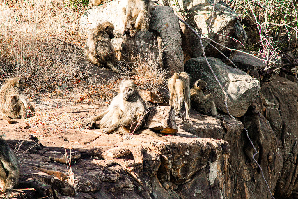 Kruger_Africa__amamosviajar -054