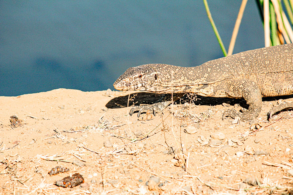 Kruger_Africa__amamosviajar -055