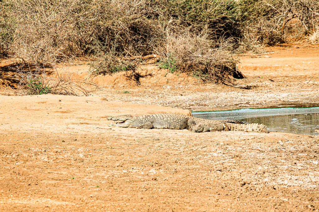 Kruger_Africa__amamosviajar -056