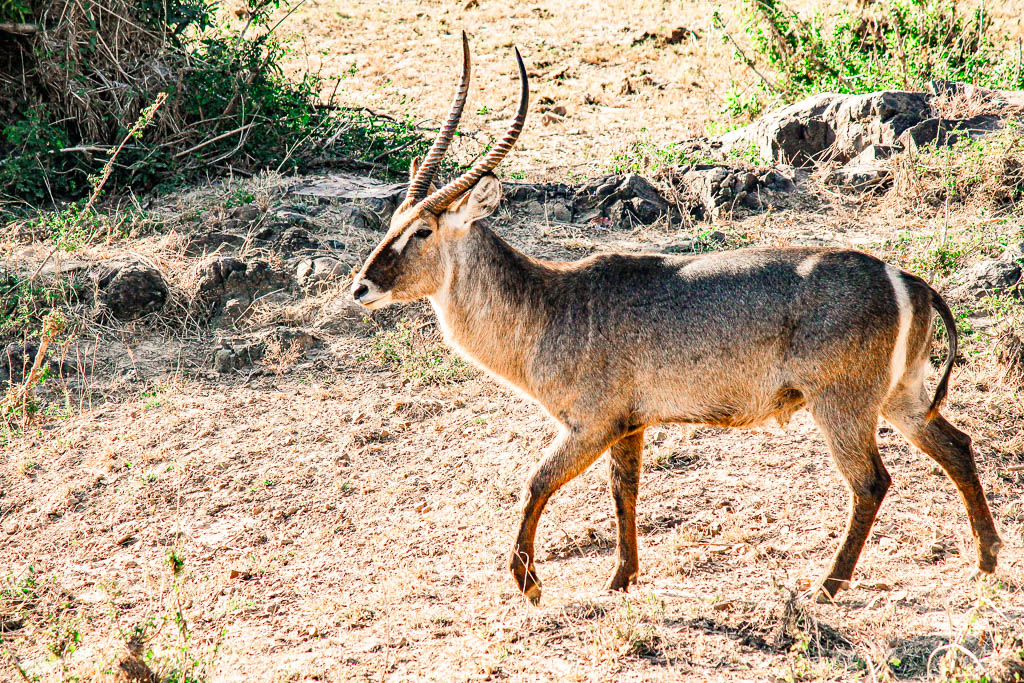 Kruger_Africa__amamosviajar -058