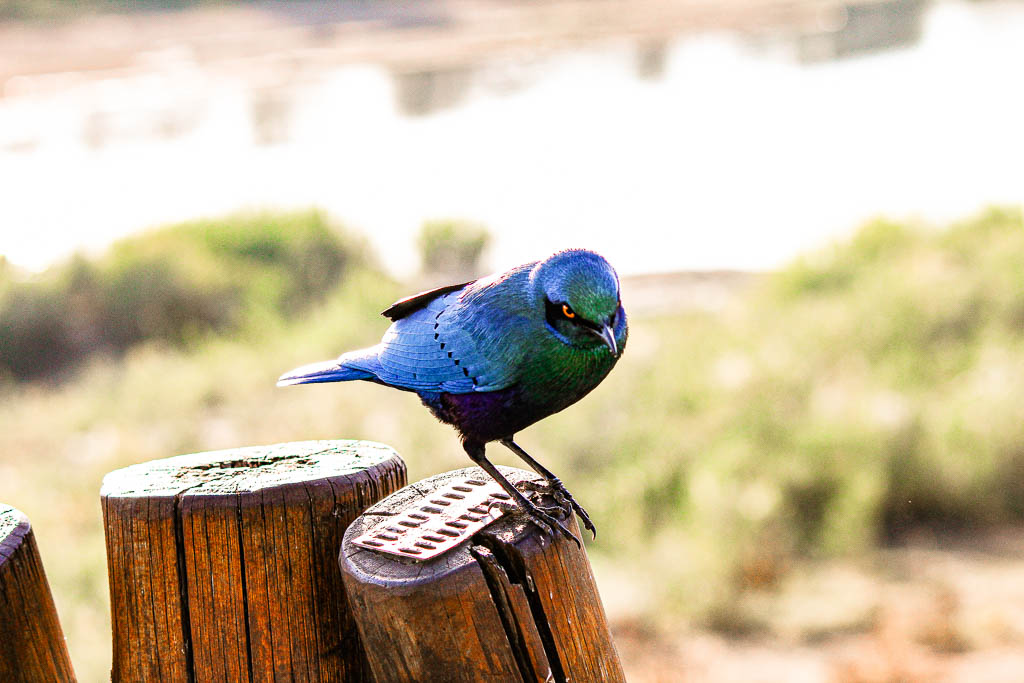Kruger_Africa__amamosviajar -062