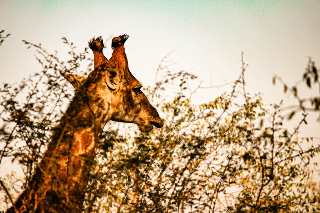 Kruger_Africa__amamosviajar -063