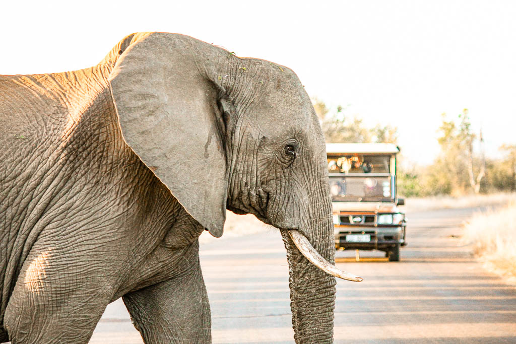 Kruger Africa amamosviajar 068