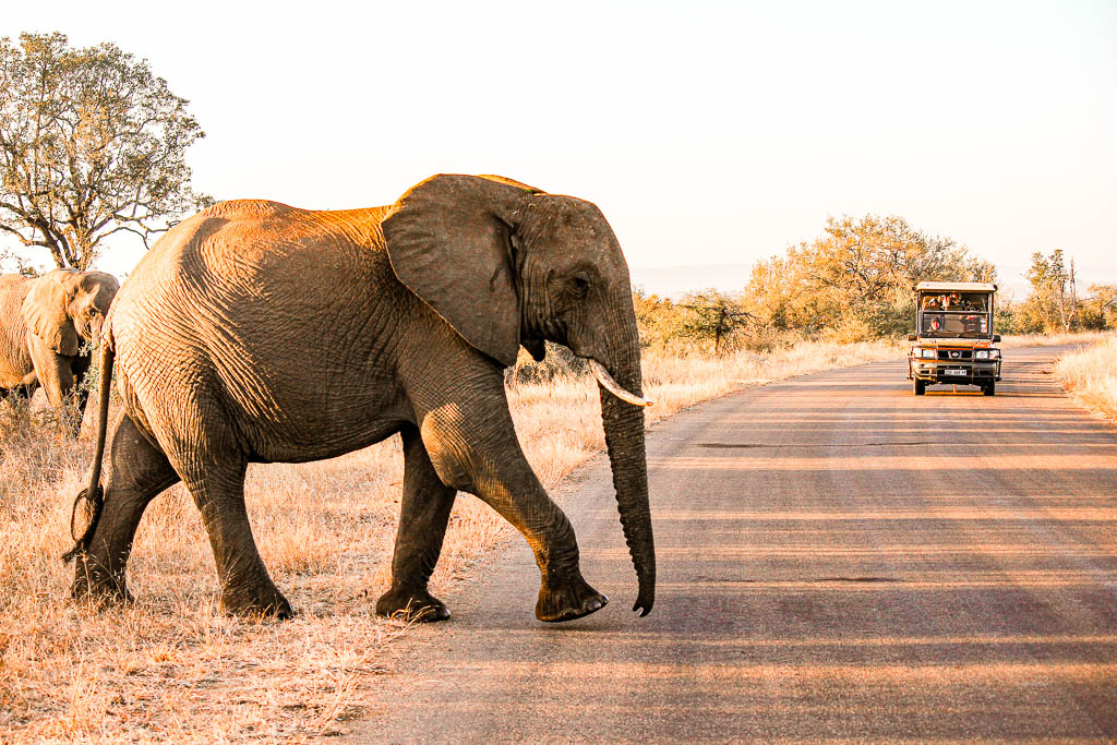 Kruger_Africa__amamosviajar -069