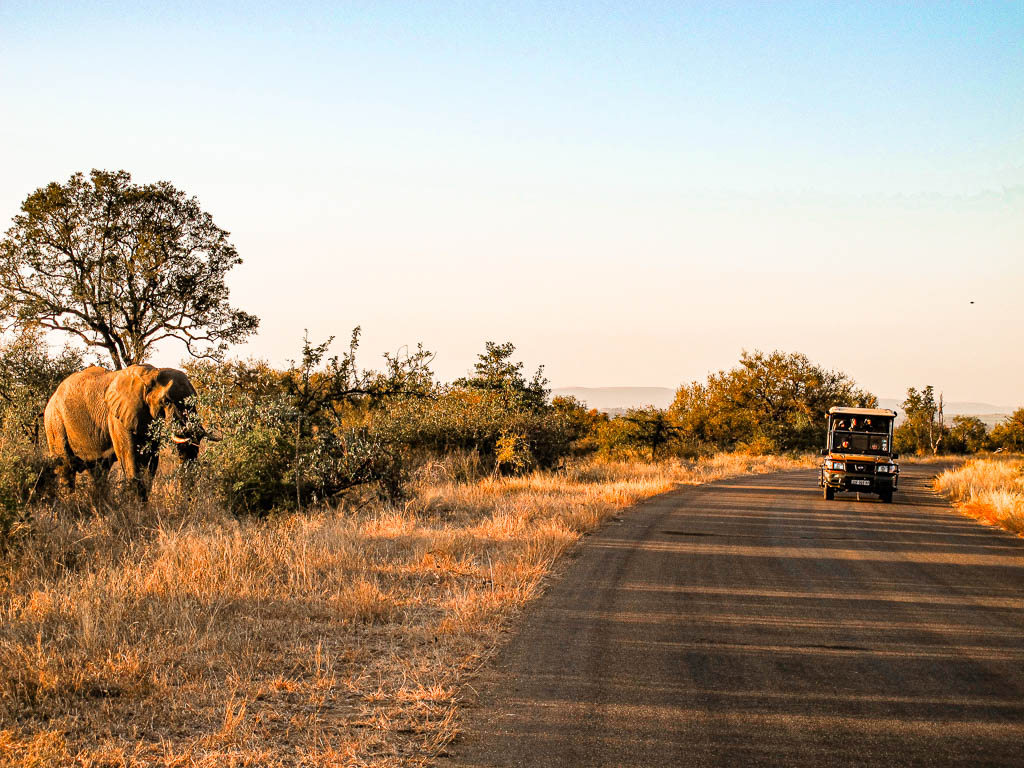 Kruger_Africa__amamosviajar -074