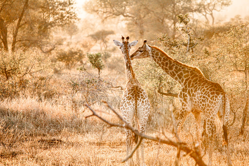 Kruger_Africa__amamosviajar -075