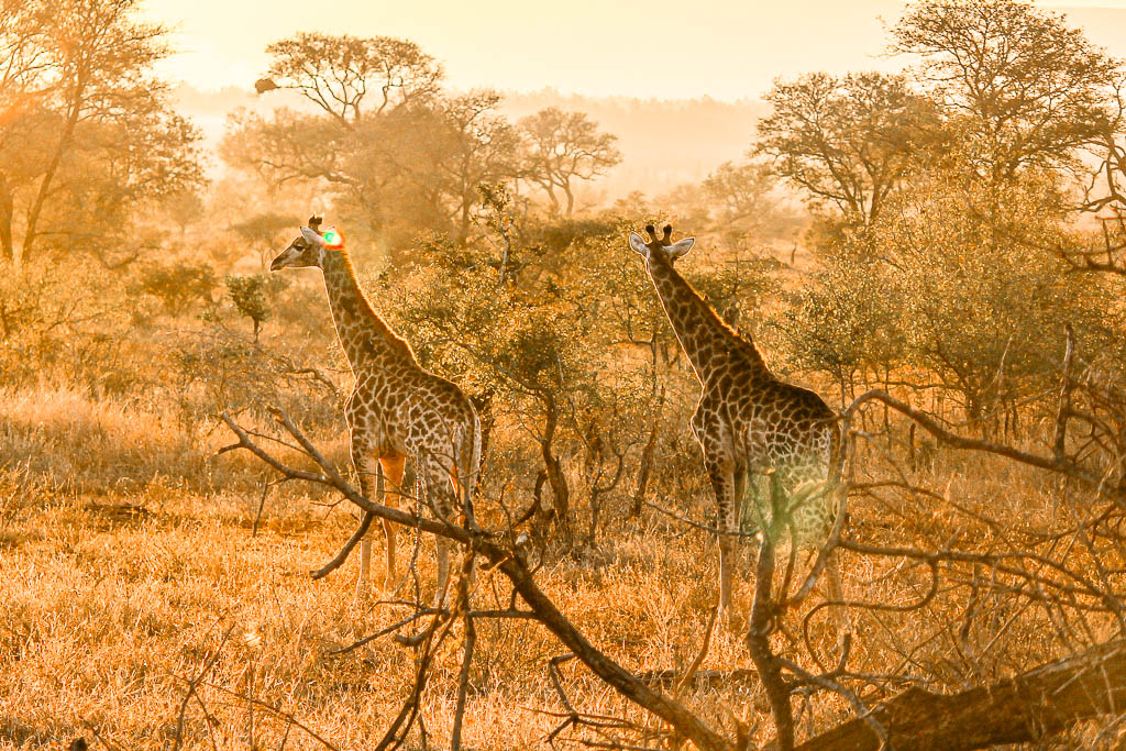 Kruger_Africa__amamosviajar -077