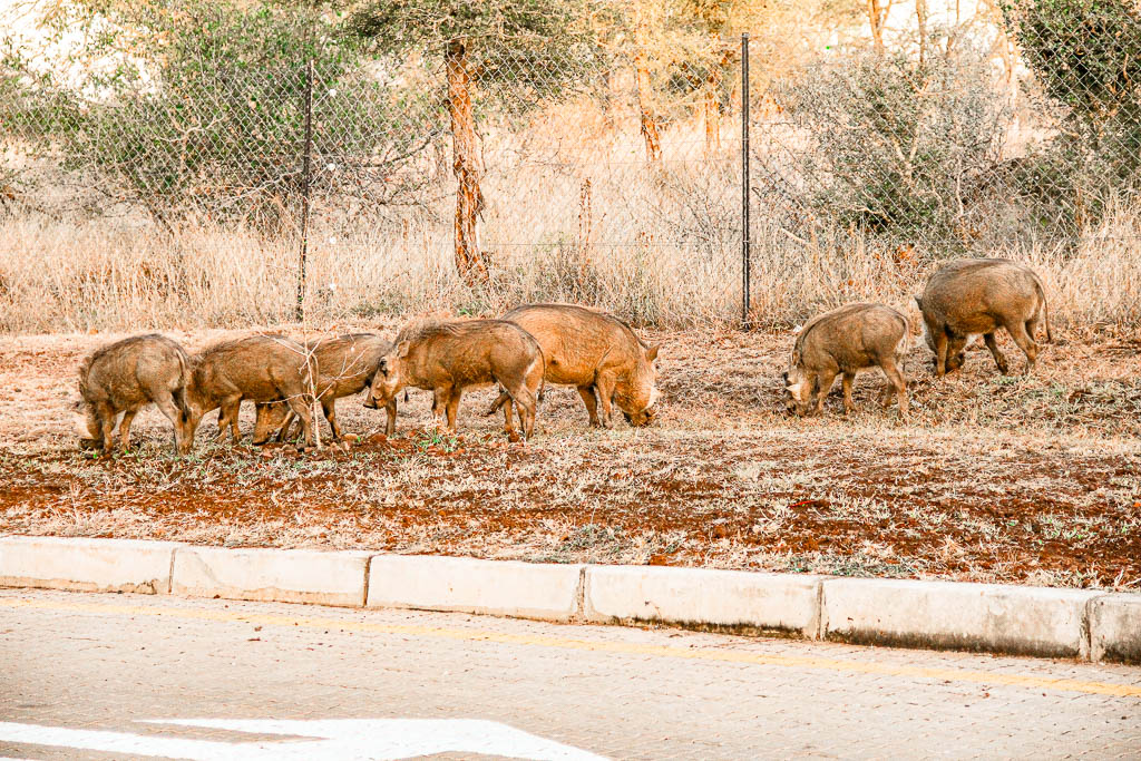 Kruger_Africa__amamosviajar -079