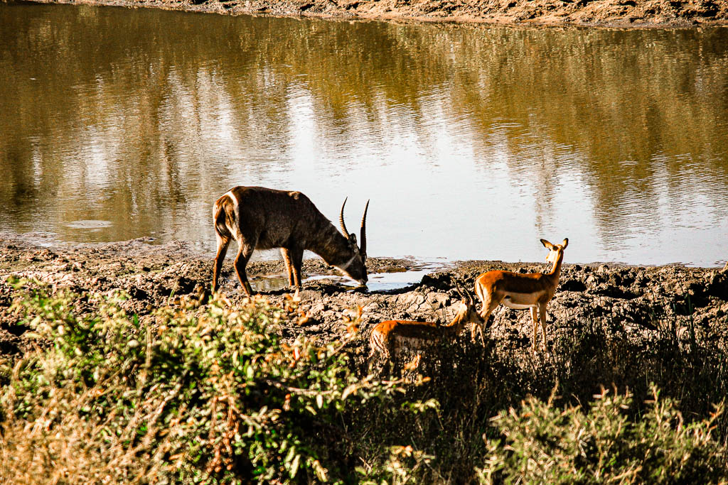 Kruger_Africa__amamosviajar -152