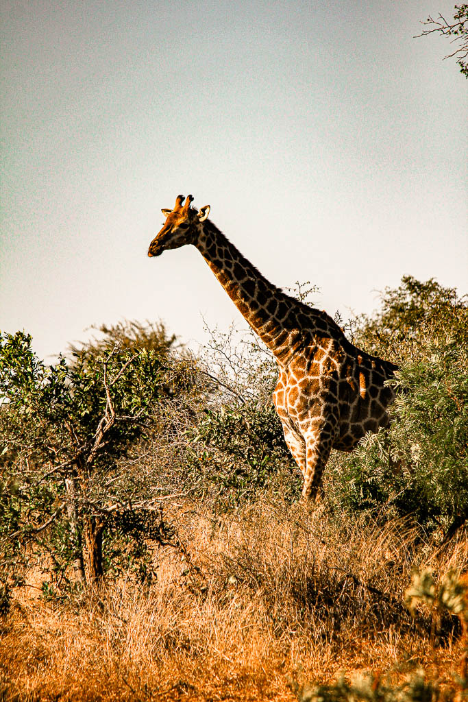 Kruger_Africa__amamosviajar -153