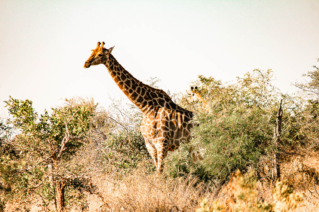 Kruger_Africa__amamosviajar -154