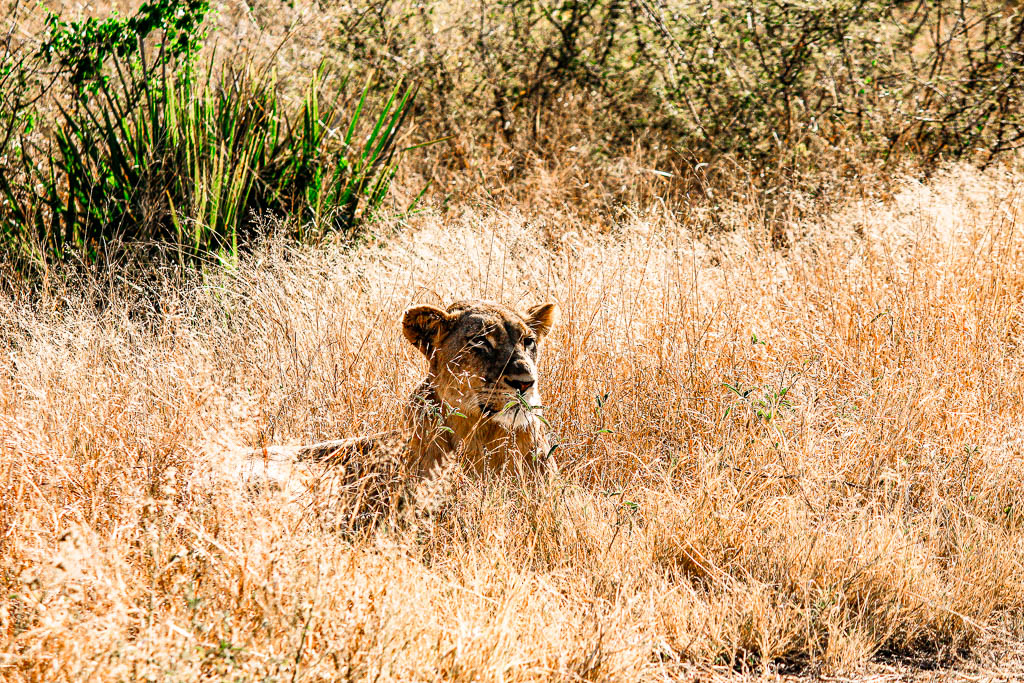 Kruger_Africa__amamosviajar -157