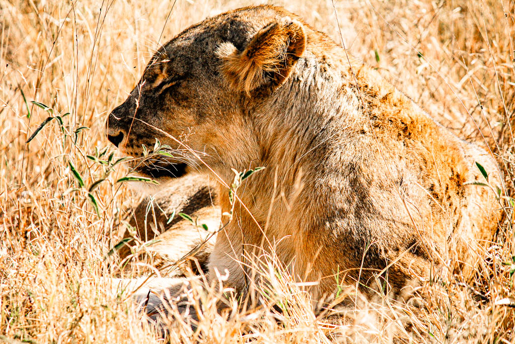 Kruger_Africa__amamosviajar -159