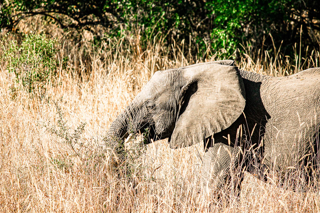 Kruger_Africa__amamosviajar -162