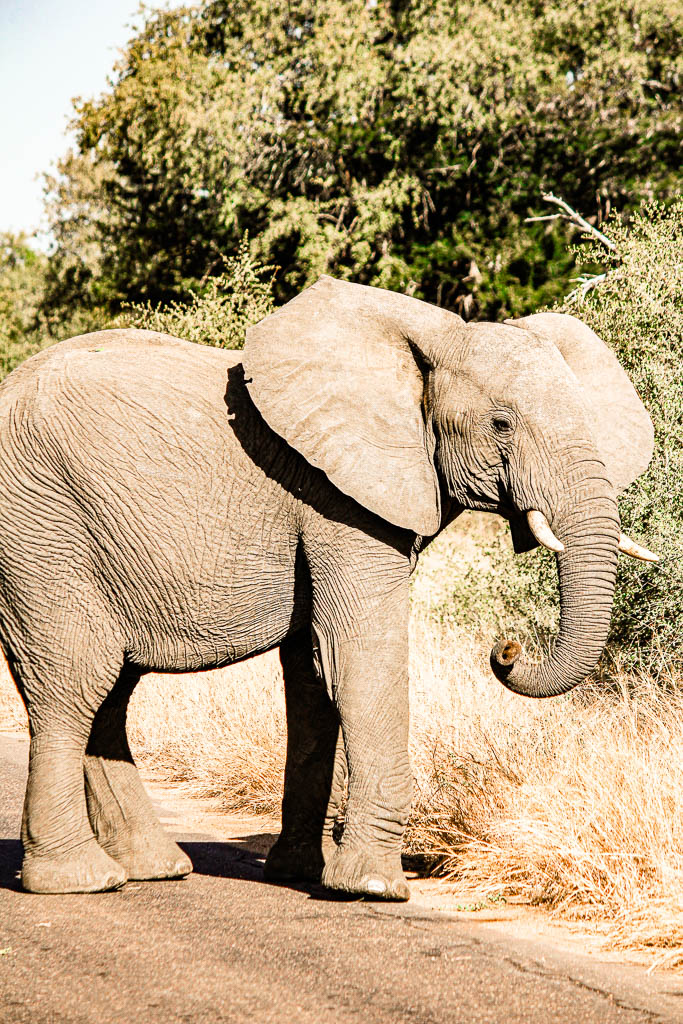 Kruger_Africa__amamosviajar -163