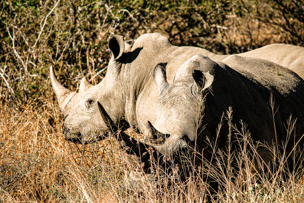 Kruger_Africa__amamosviajar -164