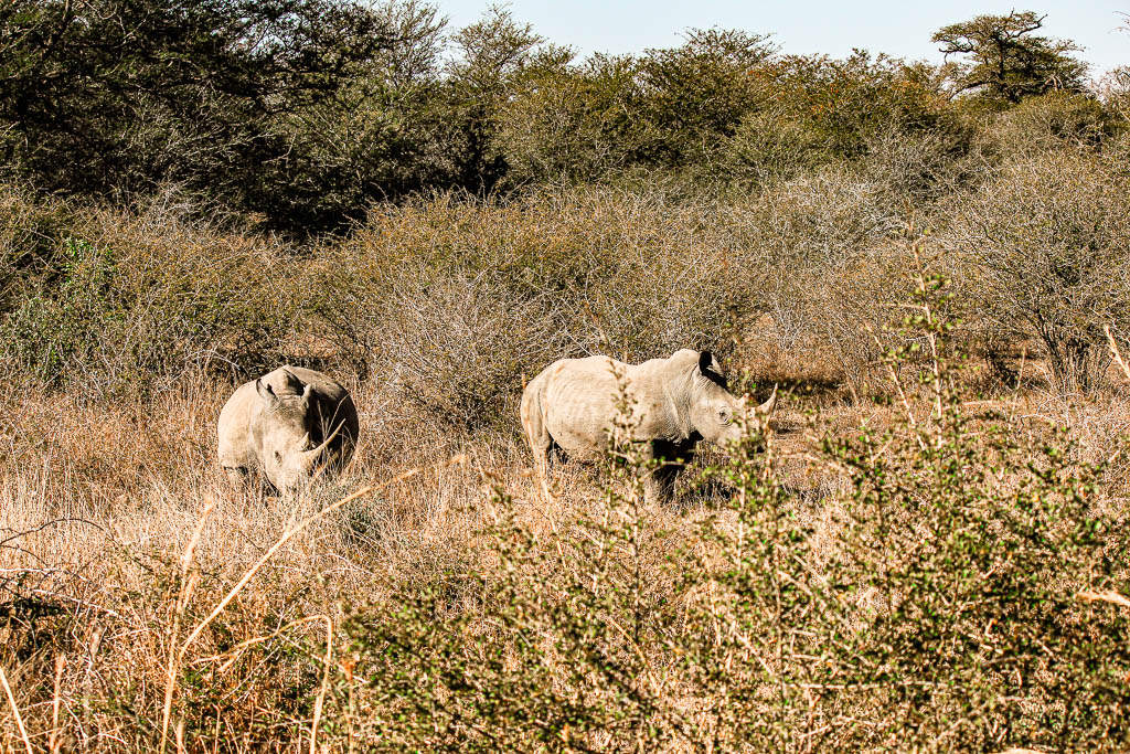 Kruger_Africa__amamosviajar -166