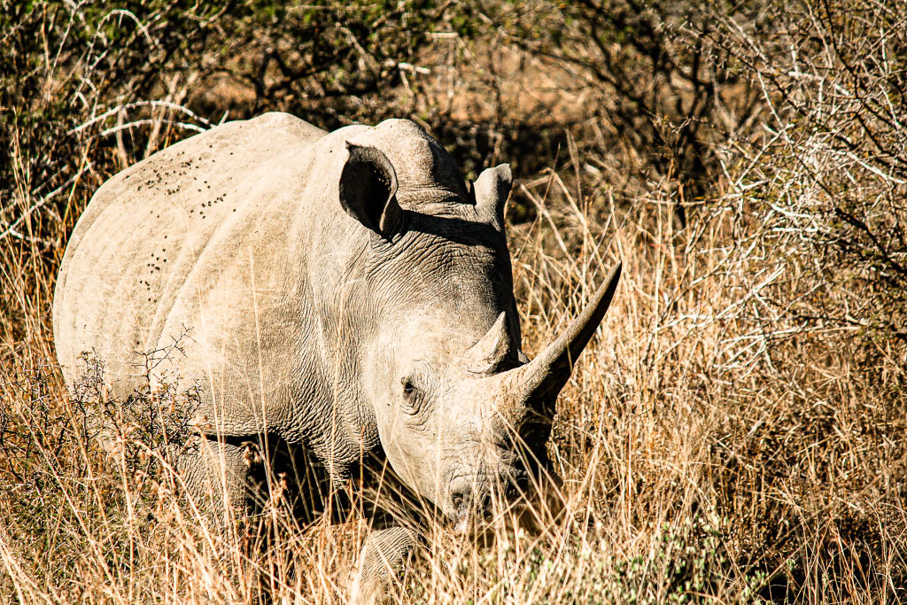 Kruger_Africa__amamosviajar -169