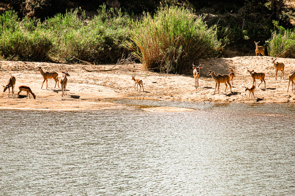 Kruger_Africa__amamosviajar -179