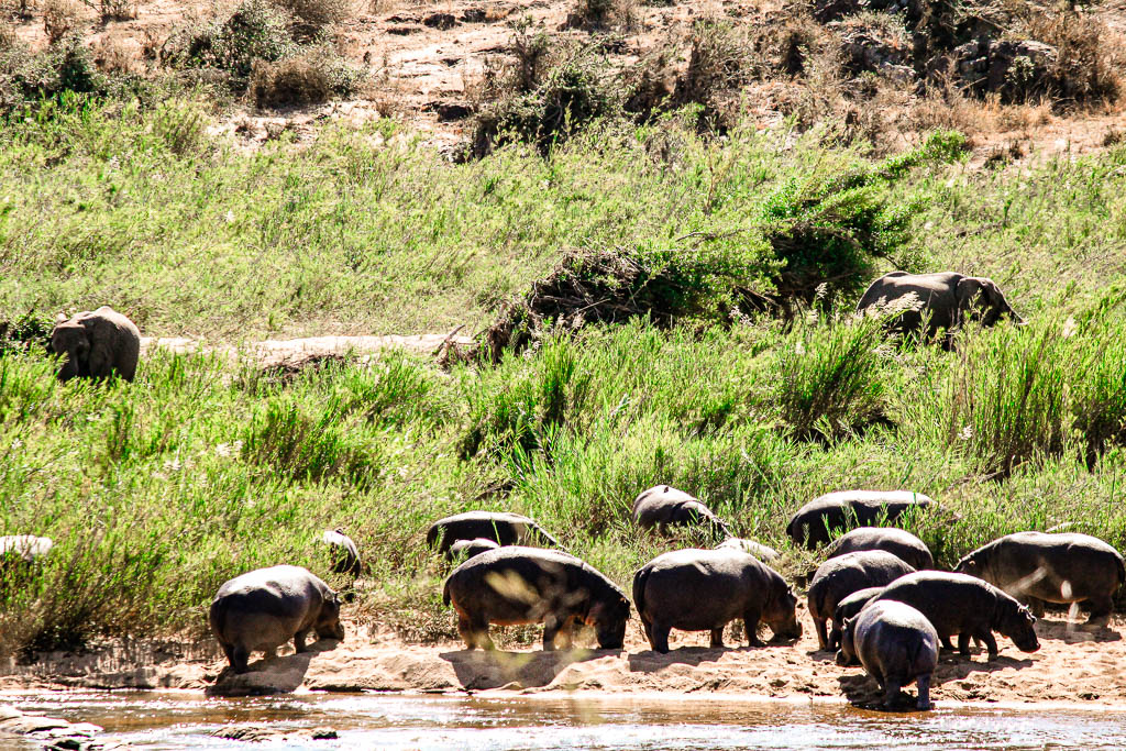 Kruger_Africa__amamosviajar -191
