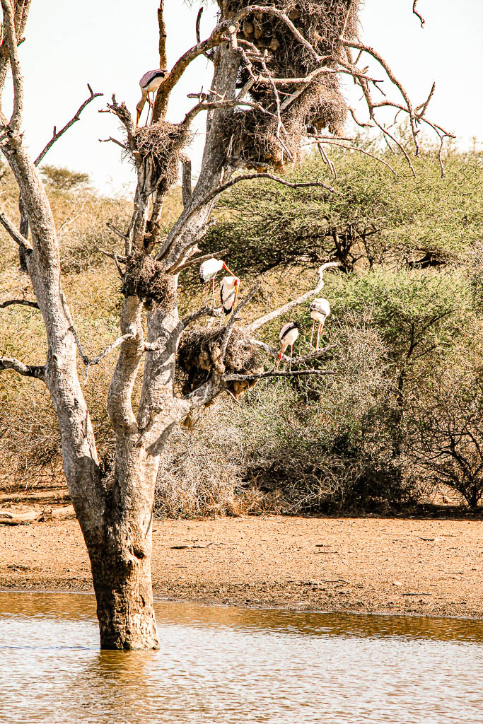 Kruger_Africa__amamosviajar -193