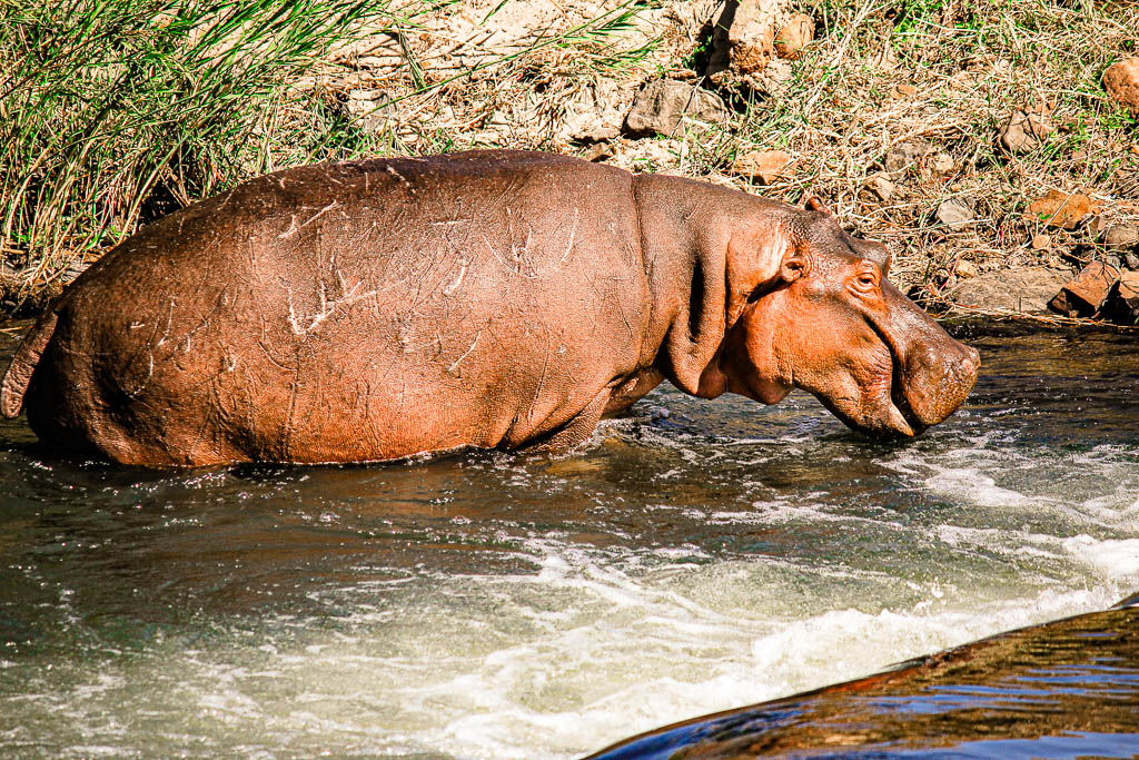 Kruger_Africa__amamosviajar -202