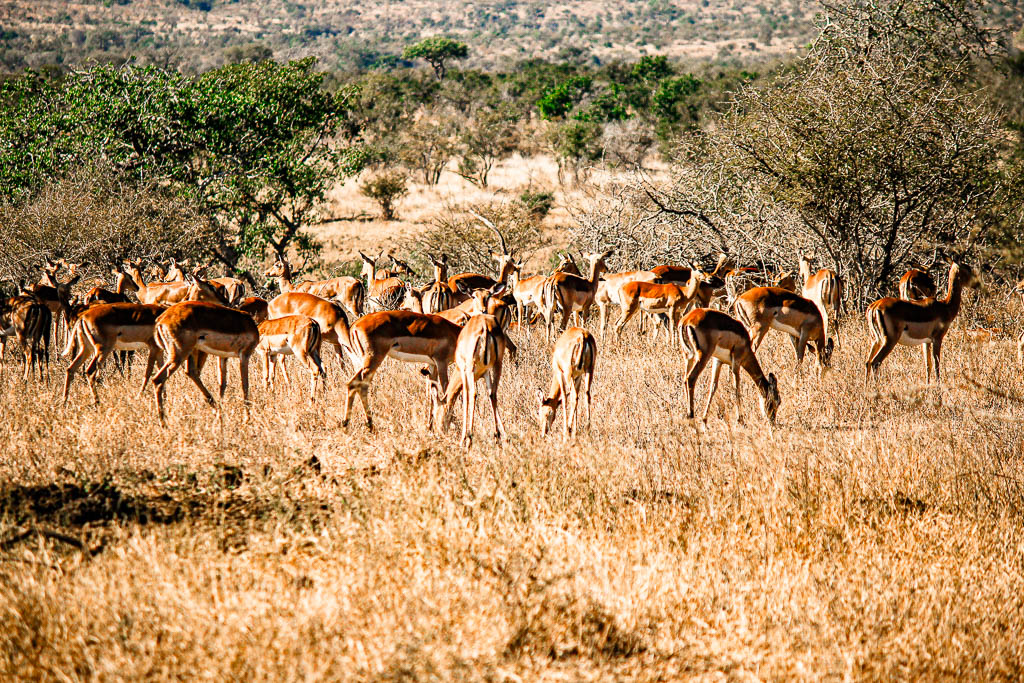 Kruger_Africa__amamosviajar -210