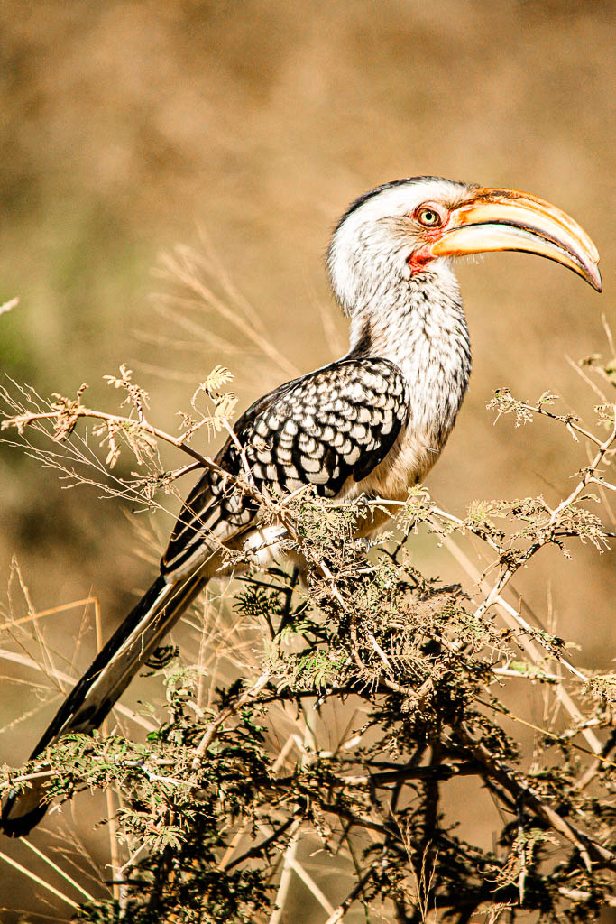 Kruger_Africa__amamosviajar -211