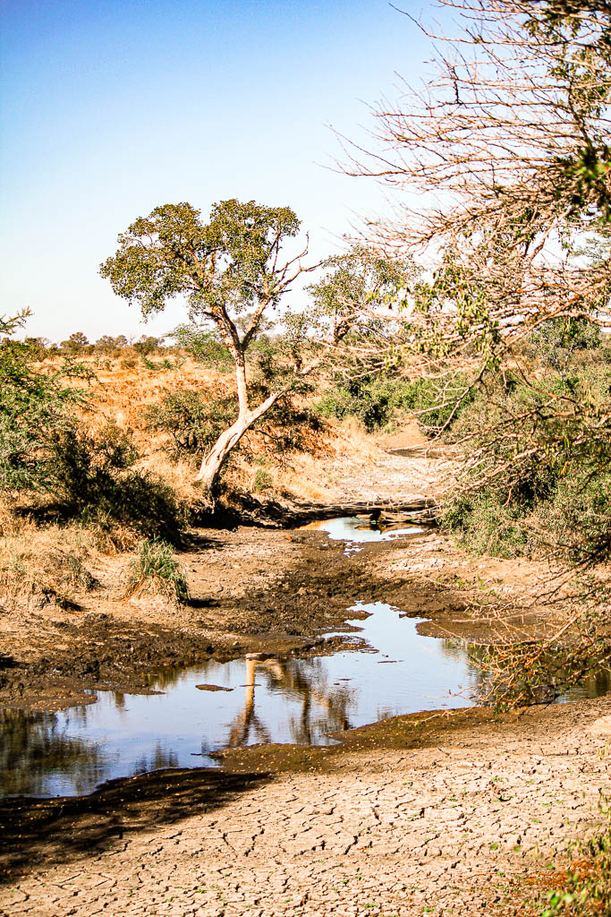 Kruger_Africa__amamosviajar -212