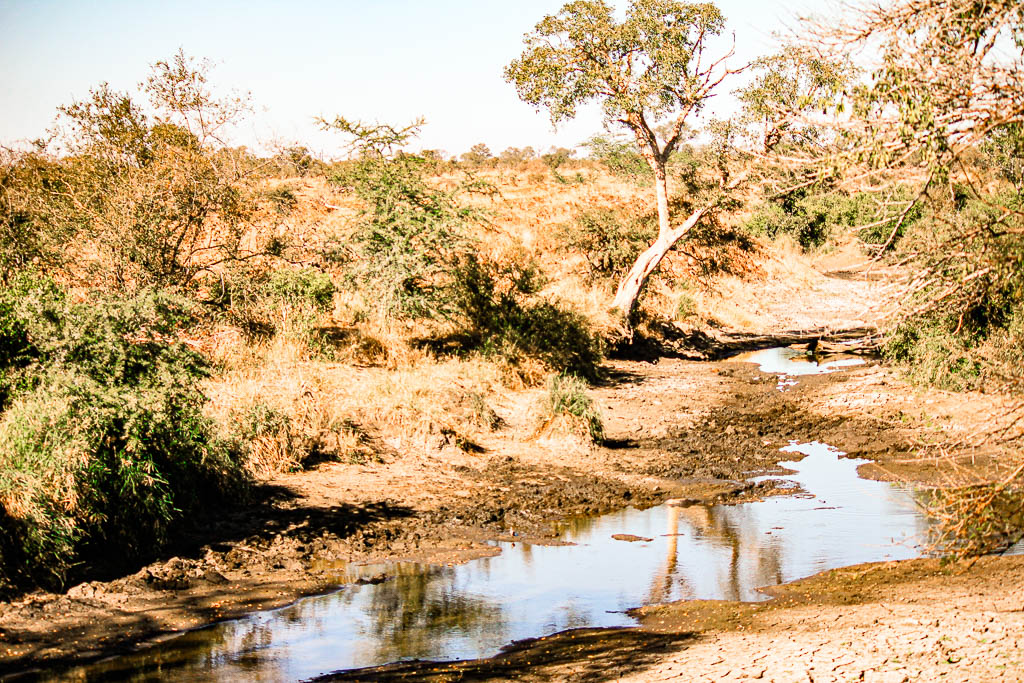 Kruger_Africa__amamosviajar -214