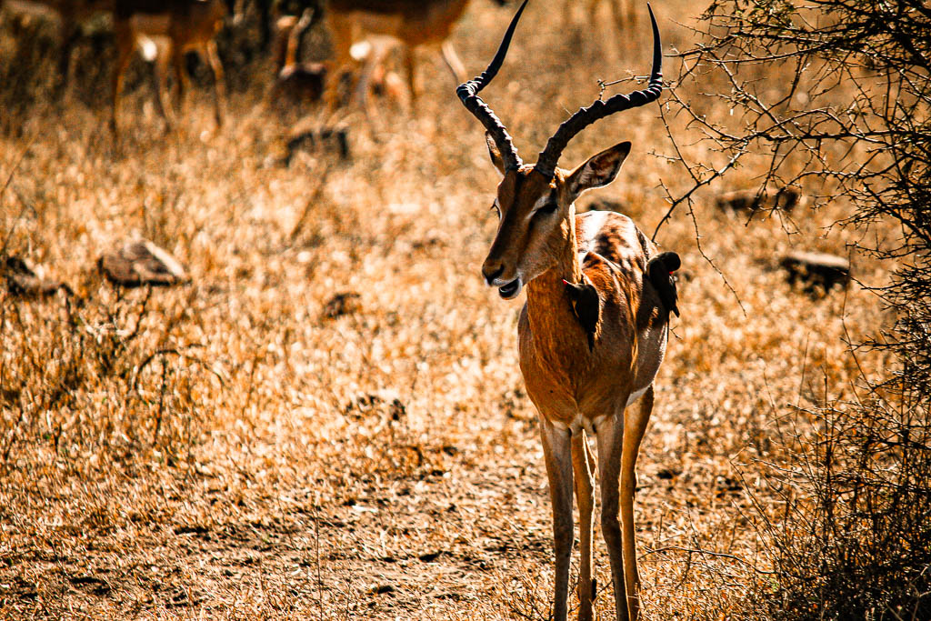 Kruger_Africa__amamosviajar -217