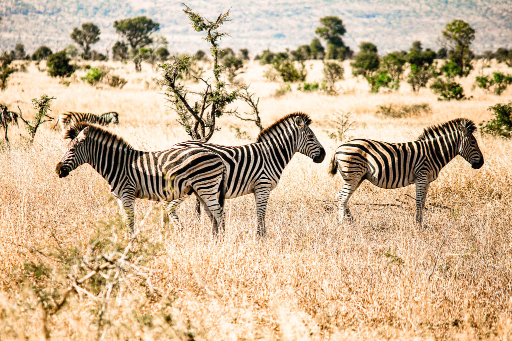 Kruger_Africa__amamosviajar -219