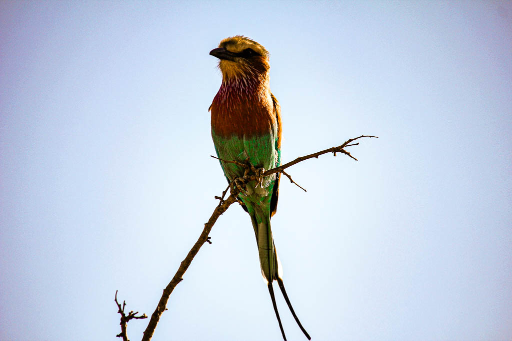 Kruger_Africa__amamosviajar -221