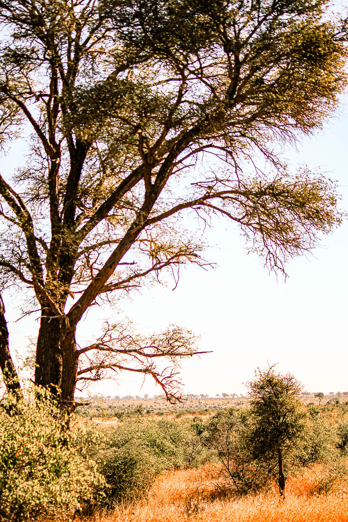 Kruger_Africa__amamosviajar -222