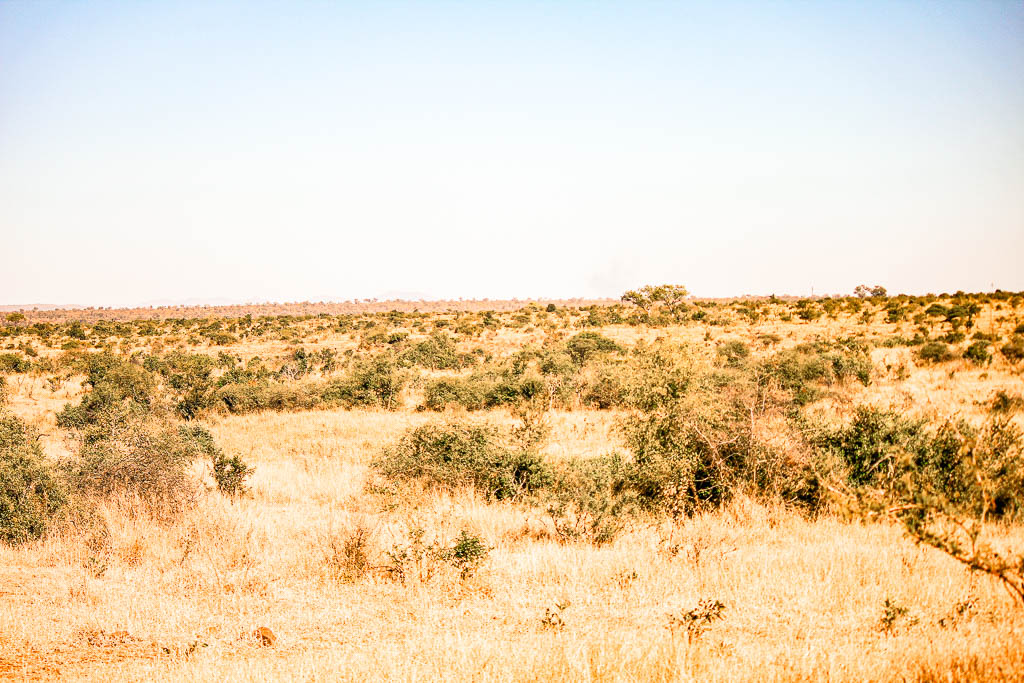 Kruger_Africa__amamosviajar -223