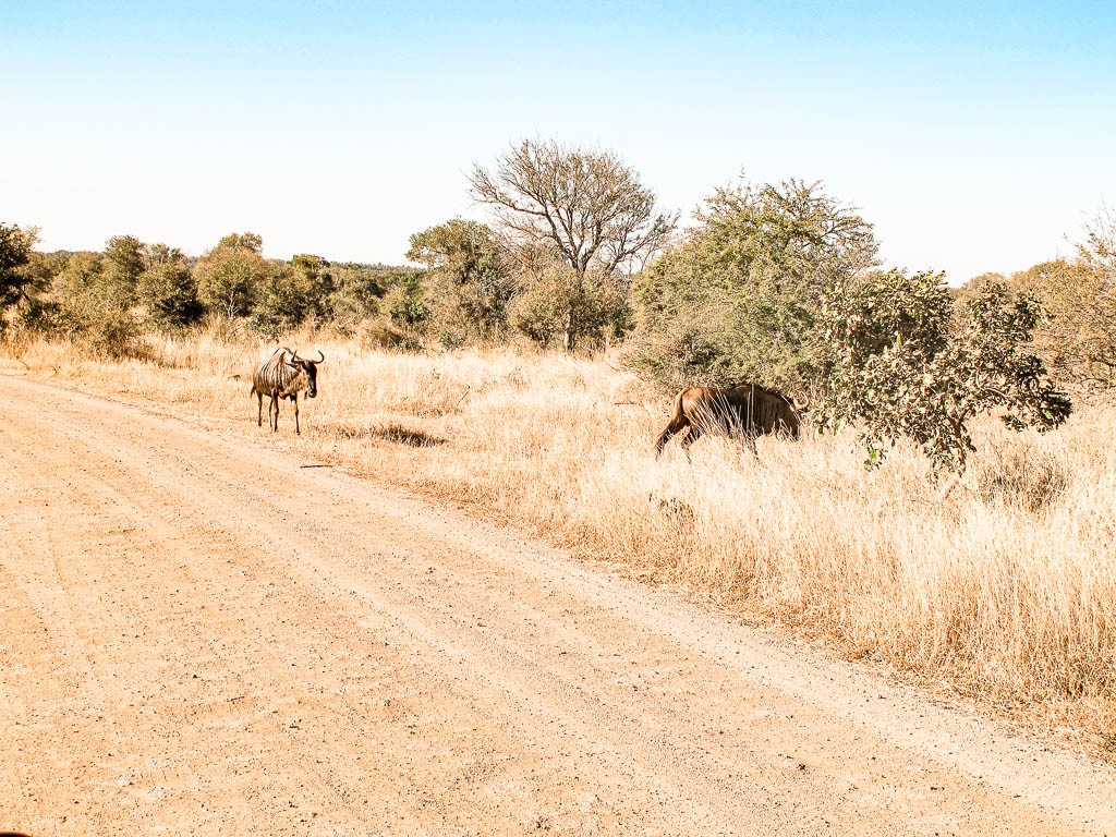 Kruger_Africa__amamosviajar -233