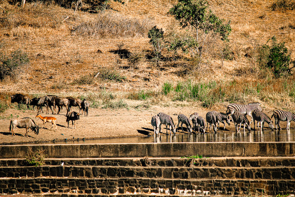 Kruger_Africa__amamosviajar -234