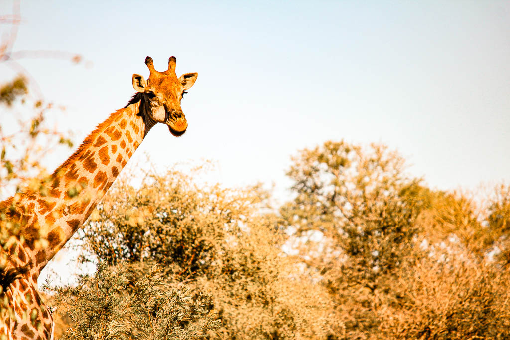 Kruger_Africa__amamosviajar -236