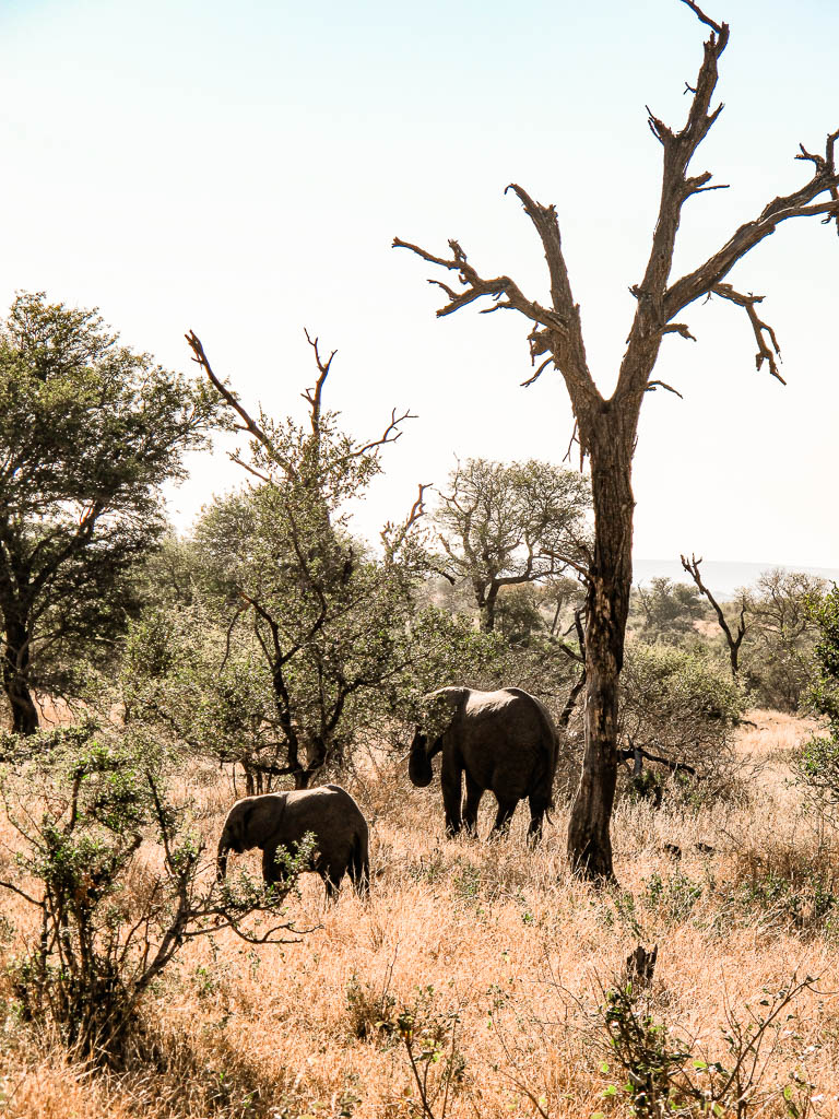 Kruger_Africa__amamosviajar -240