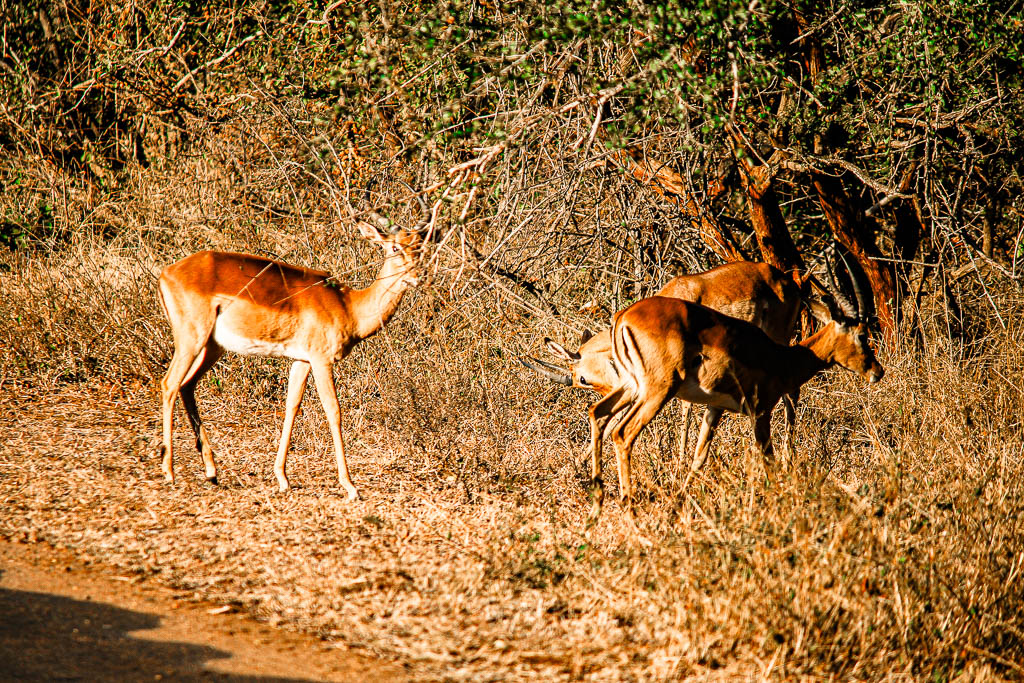 Kruger_Africa__amamosviajar -244
