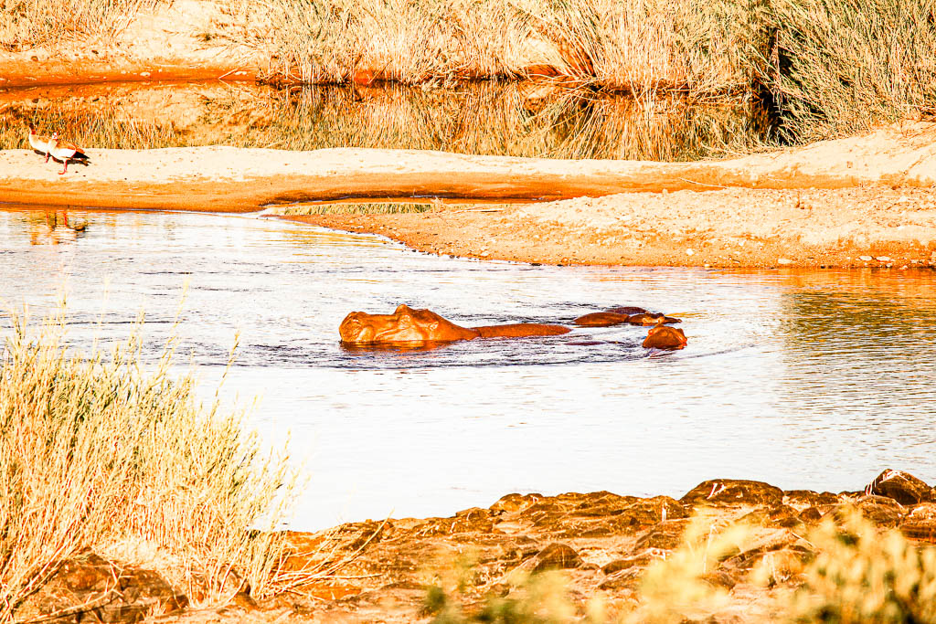 Kruger_Africa__amamosviajar -260