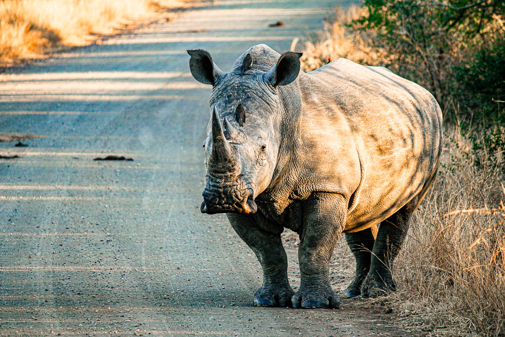 Kruger_Africa__amamosviajar -261